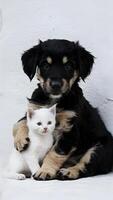 uma fofa Preto e bronzeado cachorro abraço uma branco gatinho, simbolizando inocência e pureza vertical Móvel papel de parede foto