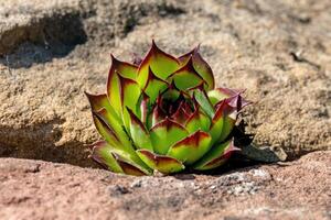 foto detalhada de plantas caseiras em um jardim de pedras