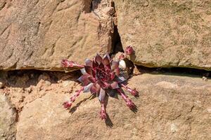 sempervivum suculento plantar crescendo em uma pedra parede foto