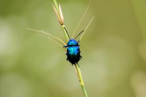 azul serralha besouro foto