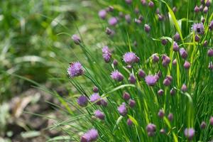 os caules da cebola selvagem com flores roxas fofas foto