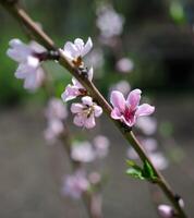 pêssego flores fechar-se foto