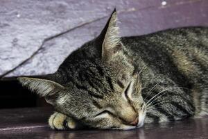 a cinzento cabelo curto gato dormindo profundamente em a chão. foto