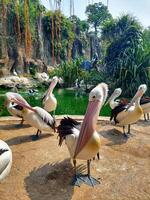 uma rebanho do pelicanos banhos de sol foto