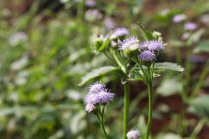 verde Relva com pequeno roxa flores foto