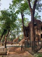 três girafas dentro uma cela foto