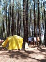 uma amarelo barraca dentro a madeiras. acampamento barraca dentro a floresta. área de camping dentro a montanha pinho florestas do merbabu nacional parque, central Java, Indonésia. foto