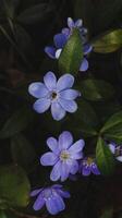 uma grupo do pequeno azul flores foto