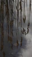 uma fechar acima do uma campo do trigo foto