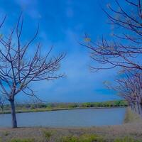 foto do a lago com uma Visão do a árvores