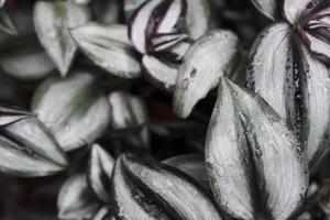 molhado após a chuva, roxo e verde, folhas frescas de primavera foto