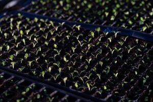 estufa hidropônico vegetal Fazenda fresco vegetal salada crescido dentro a jardim. fresco legumes crescido a partir de jardineiros verde frondoso legumes em a Fazenda. foto