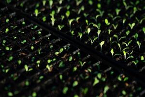 salada vegetal mudas. pequeno verde vegetal mudas crescido dentro bandeja plantio, crescendo saudável plantas. foto