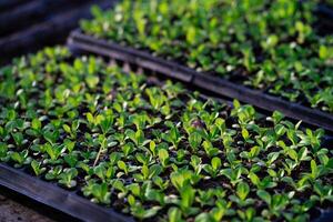 salada vegetal mudas. pequeno verde vegetal mudas crescido dentro bandeja plantio, crescendo saudável plantas. foto