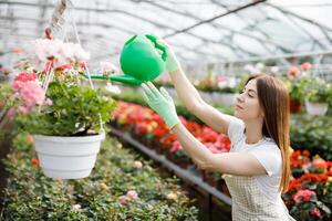 uma jovem mulher carrinhos dentro a meio do uma ampla estufa e derrama panelas a partir de uma rega pode. a conceito do carinhoso para plantas de interior foto