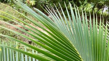 fechar-se do uma coco árvore folha foto