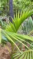 fechar-se do uma coco árvore folha foto