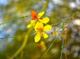 cina cina flor Parkinsonia aculeata foto