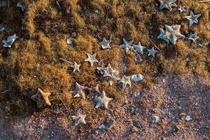 fundo do algas marinhas e estrelas do mar em a arenoso costa. fundo do muitos estrelas do mar em a de praia. foto