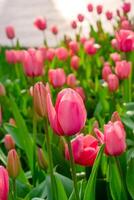 fundo do muitos brilhante Rosa tulipas. floral fundo a partir de uma tapete do brilhante Rosa tulipas. foto