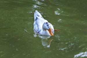 fechar acima do branco Pato natação em uma lago foto