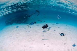 tropical azul mar com destruir em arenoso inferior e tropical peixe, embaixo da agua dentro Maurícia foto