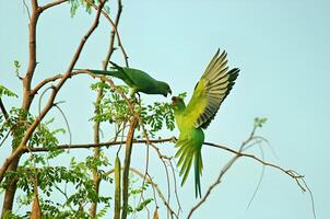 dois verde pássaros estão brigando cada de outros foto