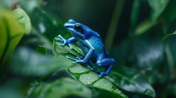 elétrico azul Poção dardo rã empoleirado em uma exuberante verde folha dentro a selva foto