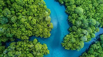 rio fluindo através denso verde floresta visto a partir de acima foto