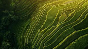 verdejante contornos. aéreo Visão do exuberante arroz terraços foto