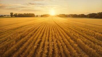 a Sol conjuntos sobre uma trigo campo, pintura a céu com caloroso cores foto