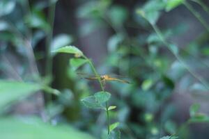 libélula em uma plantar dentro a jardim foto