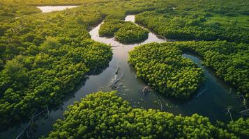 aéreo Éden. mangue floresta veias encontro vias navegáveis foto