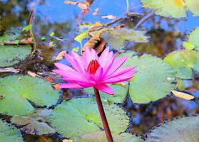 Rosa lótus crescer dentro a lago foto