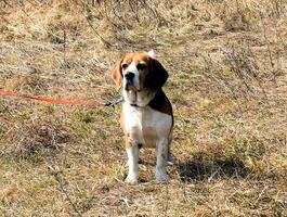 beagle doméstico cachorro, usa mobília para jogos e descansar foto