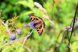 abelha e borboleta coletar néctar em azul flor foto