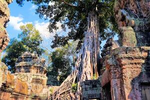 enorme raízes do selva árvores dentro a templos do Camboja foto