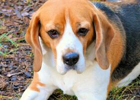 beagle doméstico cachorro, usa mobília para jogos e descansar foto