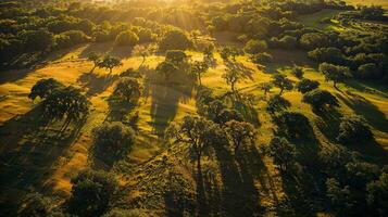 aéreo Visão do uma denso floresta com luz solar filtrando através a marquise foto