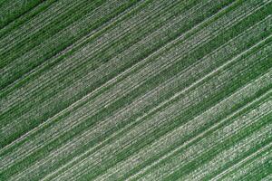 aéreo Visão detalhe do a agrícola campo plantado com cereal cultivo foto