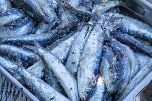 seletivo foco sardinha marinado com sal para grelhar, de praia Comida conceito foto