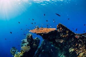 surpreendente embaixo da agua mundo com corais e tropical peixe às naufrágio. foto