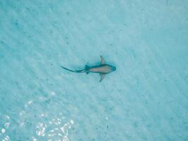 enfermeira Tubarão nada dentro transparente oceano em raso água. aéreo Visão foto