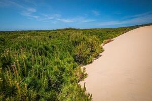 areia duna do Bolonia praia, província Cádiz, Andaluzia, Espanha foto