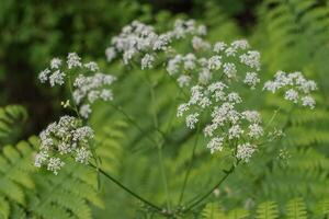 japonês cerca salsinha ou Torilis japonica foto