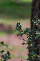 azevinho arbusto ilex aquifolium foto