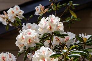 Cunningham's branco rododendro foto