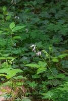 pacífico sangrando coração ou dicentra Formosa foto