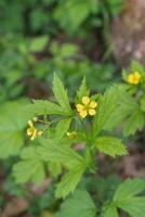 folha grande avens ou geum macrophyllum foto