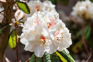 Cunningham's branco rododendro foto